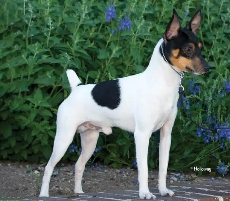Toy Fox Terrier (TFT) standing on top of a brick wall with flowers behind it