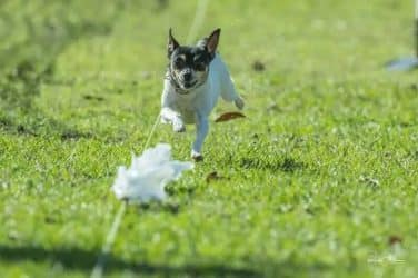 Toy Fox Terrier activity - lure coursing