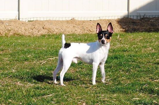 Toy Fox Terrier standing outside