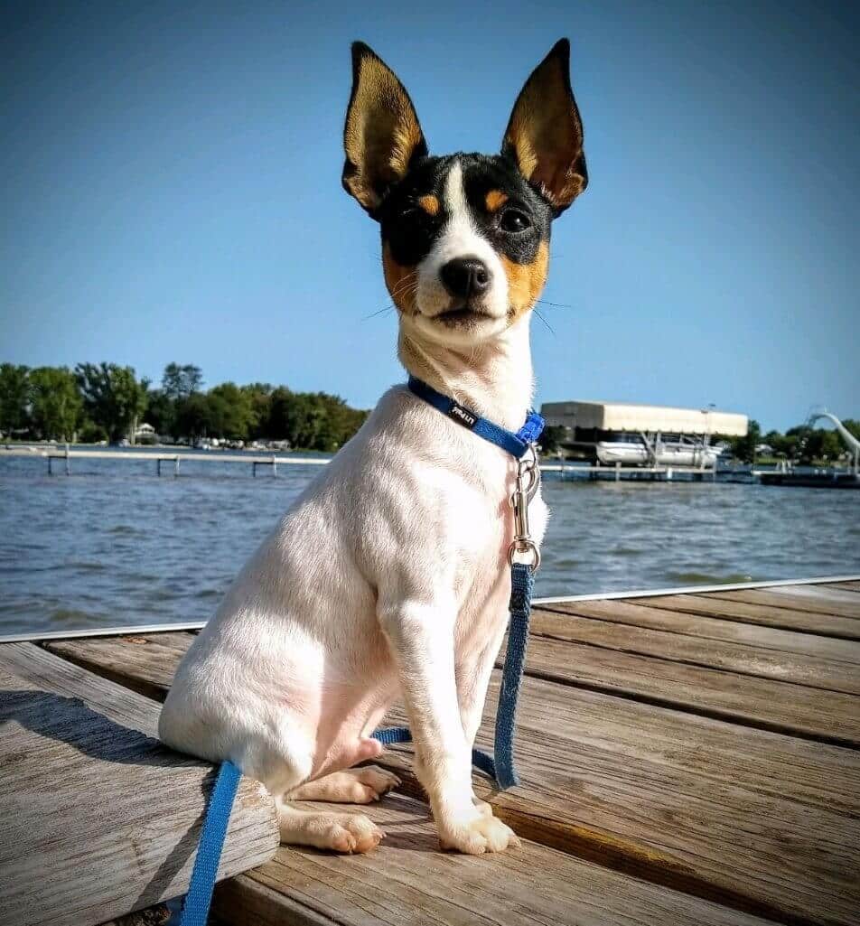 Toy Fox Terrier puppy standing on a dock