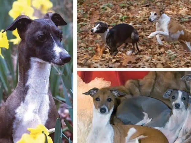 Living with Italian Greyhounds