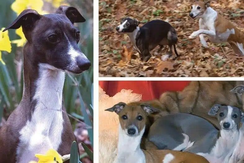 Living with Italian Greyhounds