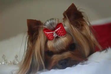 Yorkshire Terrier lying on a table
