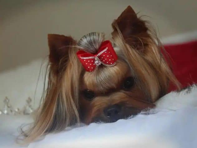 Yorkshire Terrier lying on a table