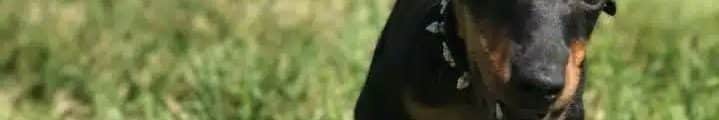 manchester terrier running on grass