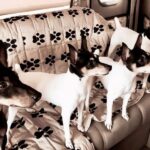 Traveling with the Toy dogs in the RV.