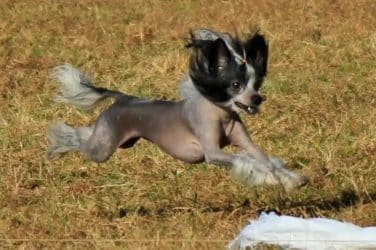 Chinese Crested lure coursing