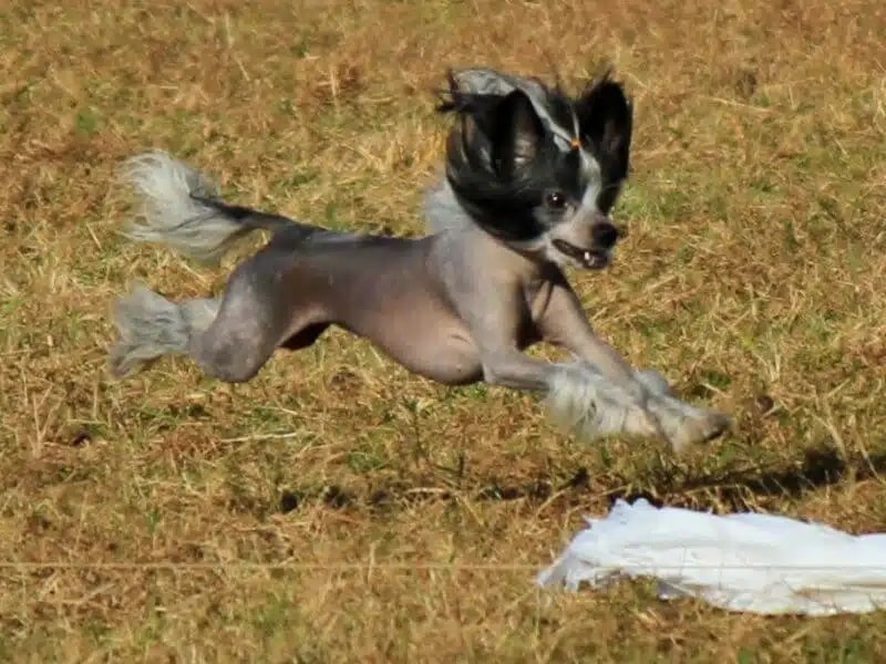 Chinese Crested lure coursing