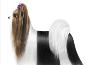A black and white Biewer Terrier with long hair.