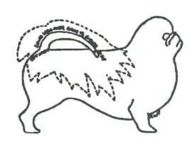 A black and white drawing of a Pekingese dog with a tail.
