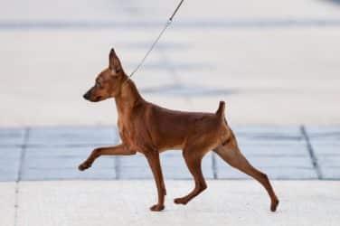 Side photo of a Miniature Pinscher walking, on leash.