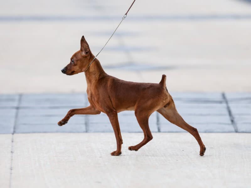 Side photo of a Miniature Pinscher walking, on leash.