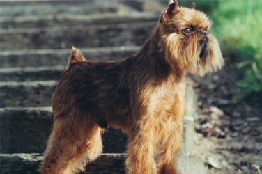 Side photo of a purebred Brussels Griffon.