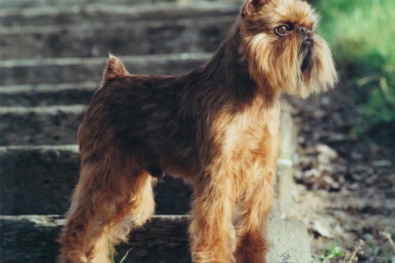 Side photo of a purebred Brussels Griffon.