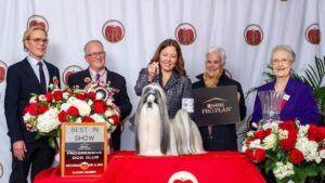 Progressive Dog Club 100th Show - โBowieโ & Sarah Paquette - BiS & NOHS BiS