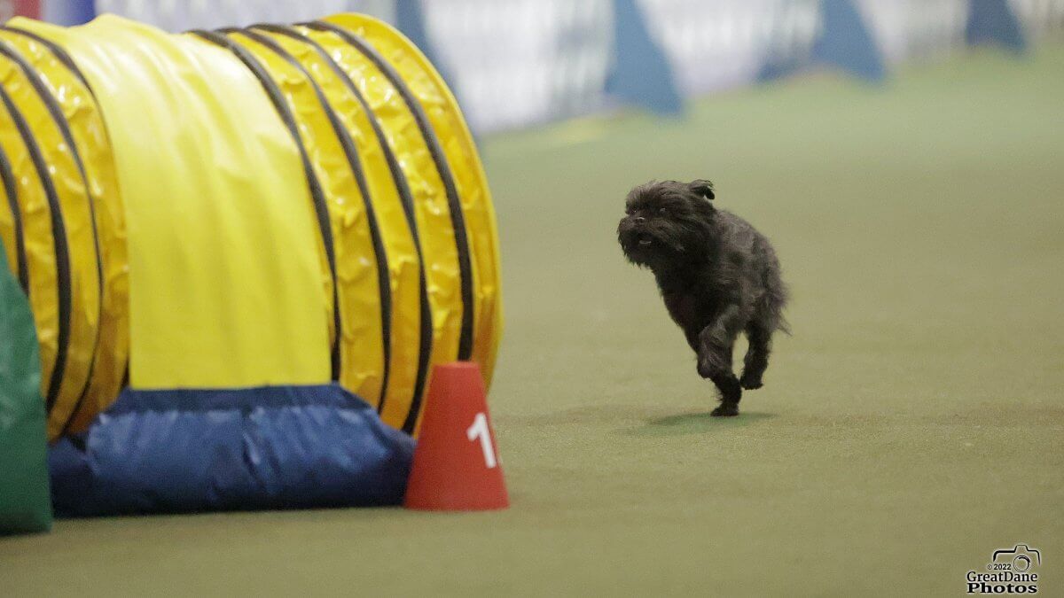 Affenpinscher