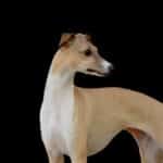 Italian Greyhound