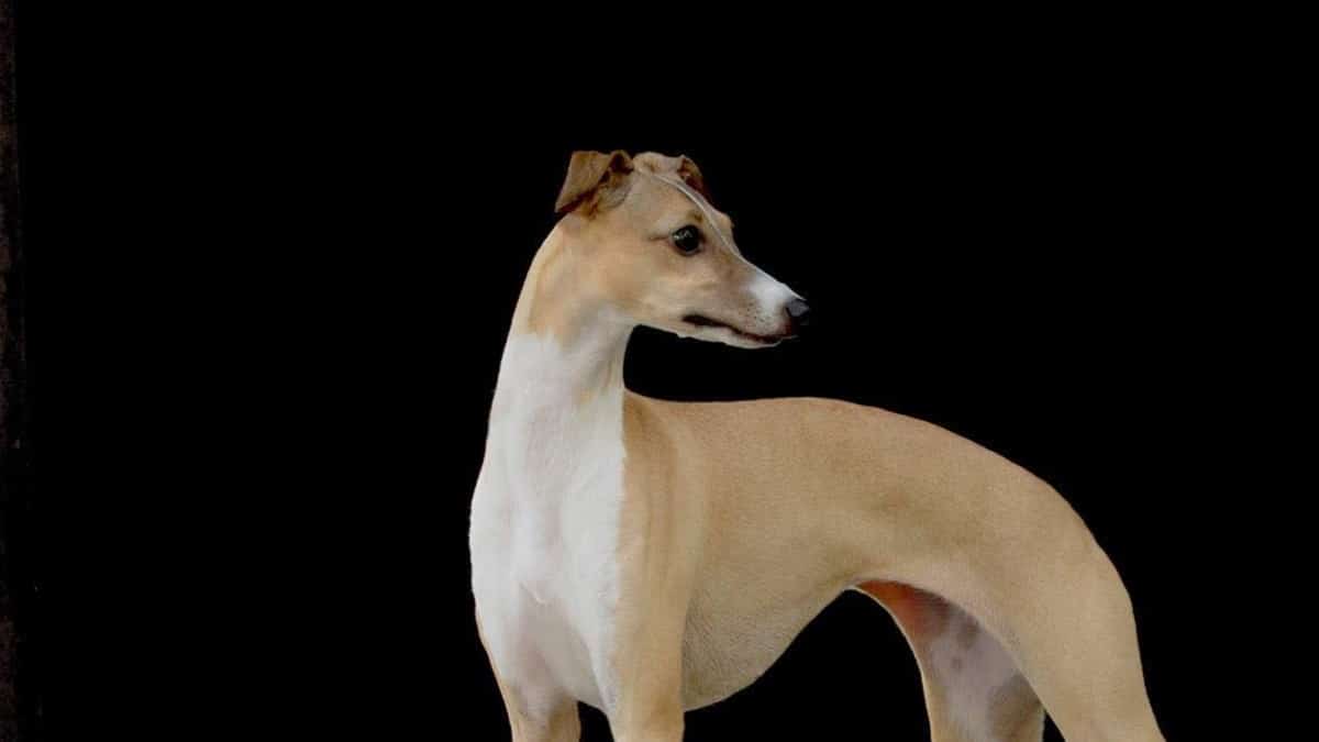 Italian Greyhound