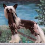 The Chinese Crested