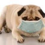 Canine HeaSick or contagious pug wearing a medical masklth